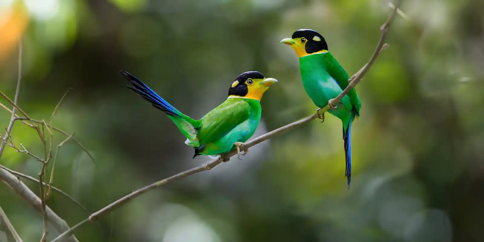 Pair of long-tailed broadbills, Vietnam.