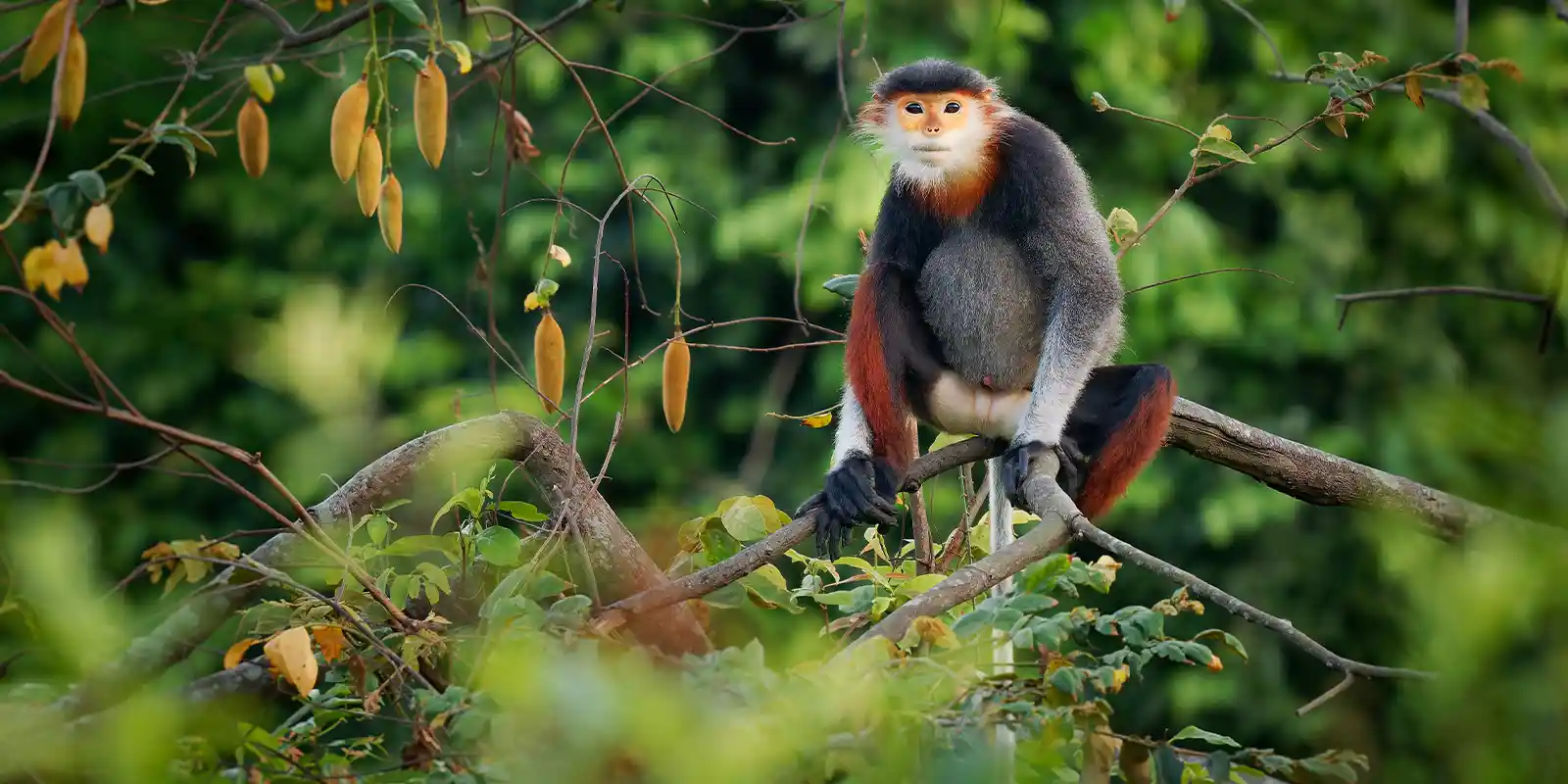 Red-shanked douc langur in a tree, Vietnam.