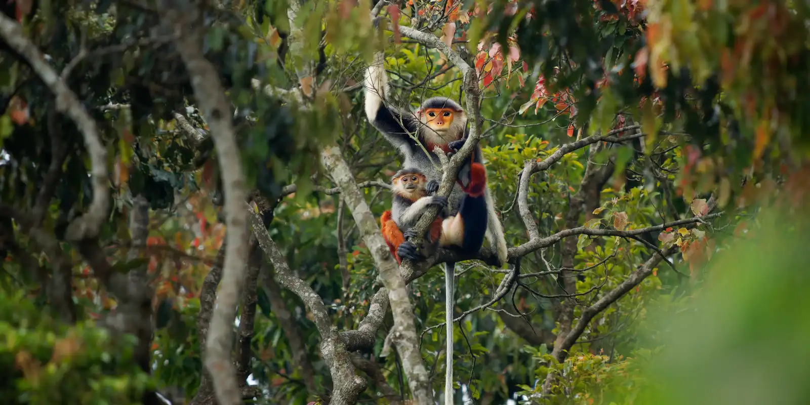 A red-shanked douc langur with young in Vietnam.