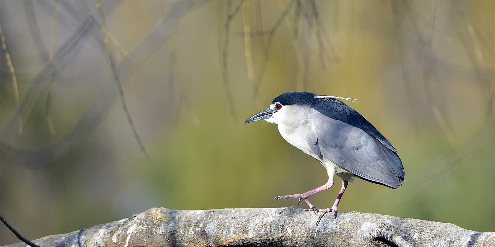 Black-crowned night heron in Armenia