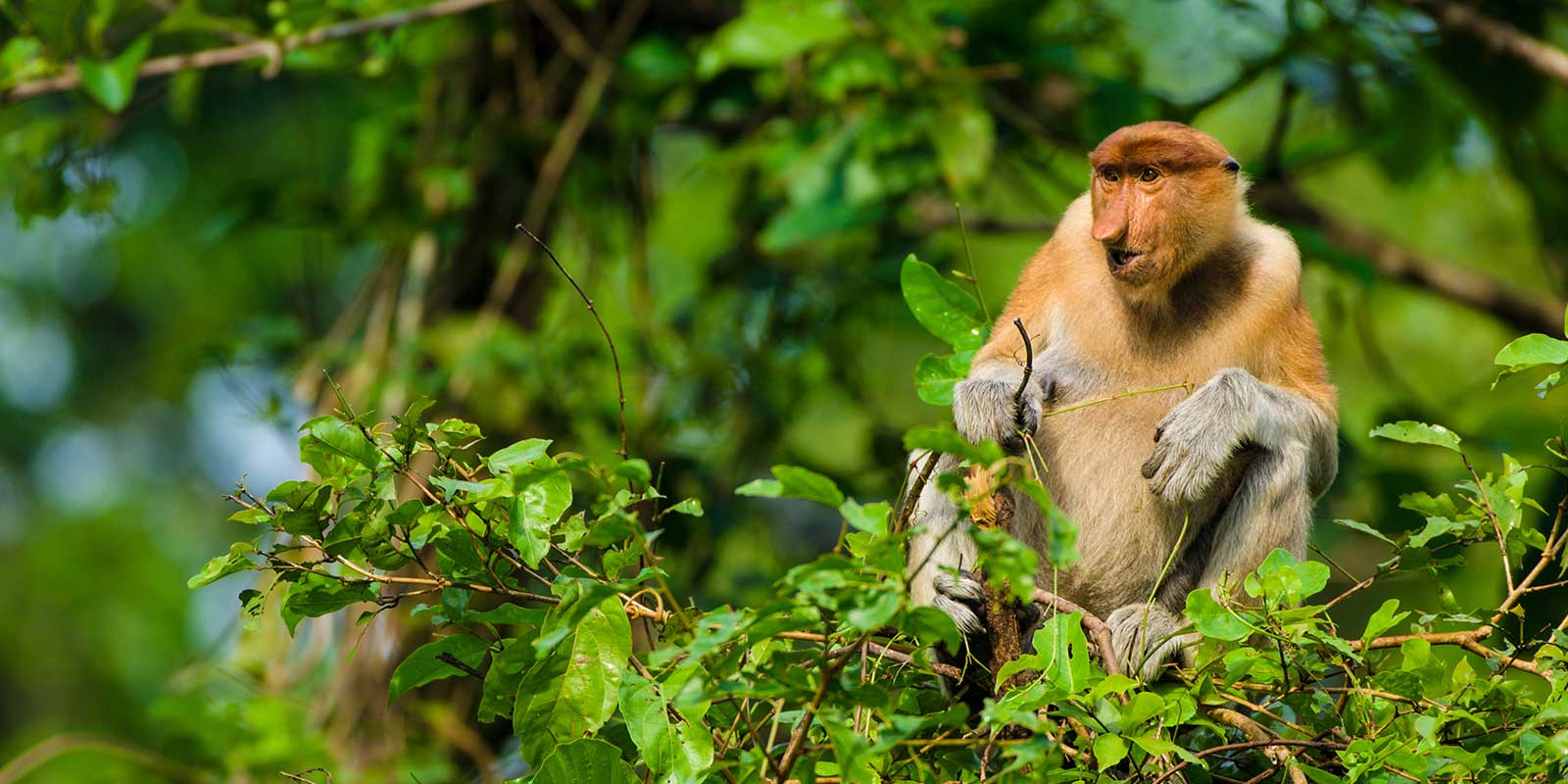 Female proboscis monkey in Sukau, Kinabatangan River.