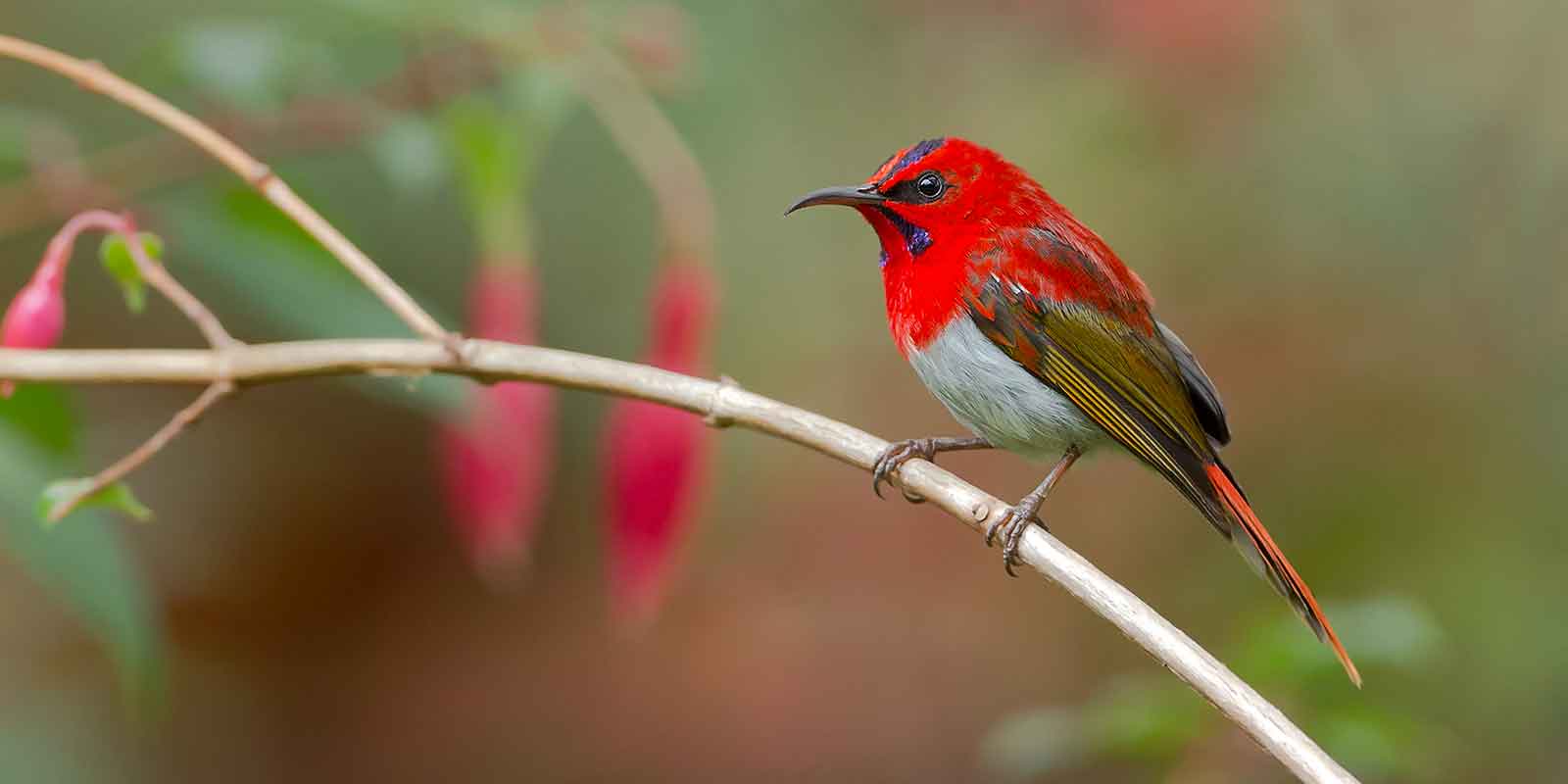 Kinabalu Park wildlife location in Borneo, Asia Wildlife Worldwide