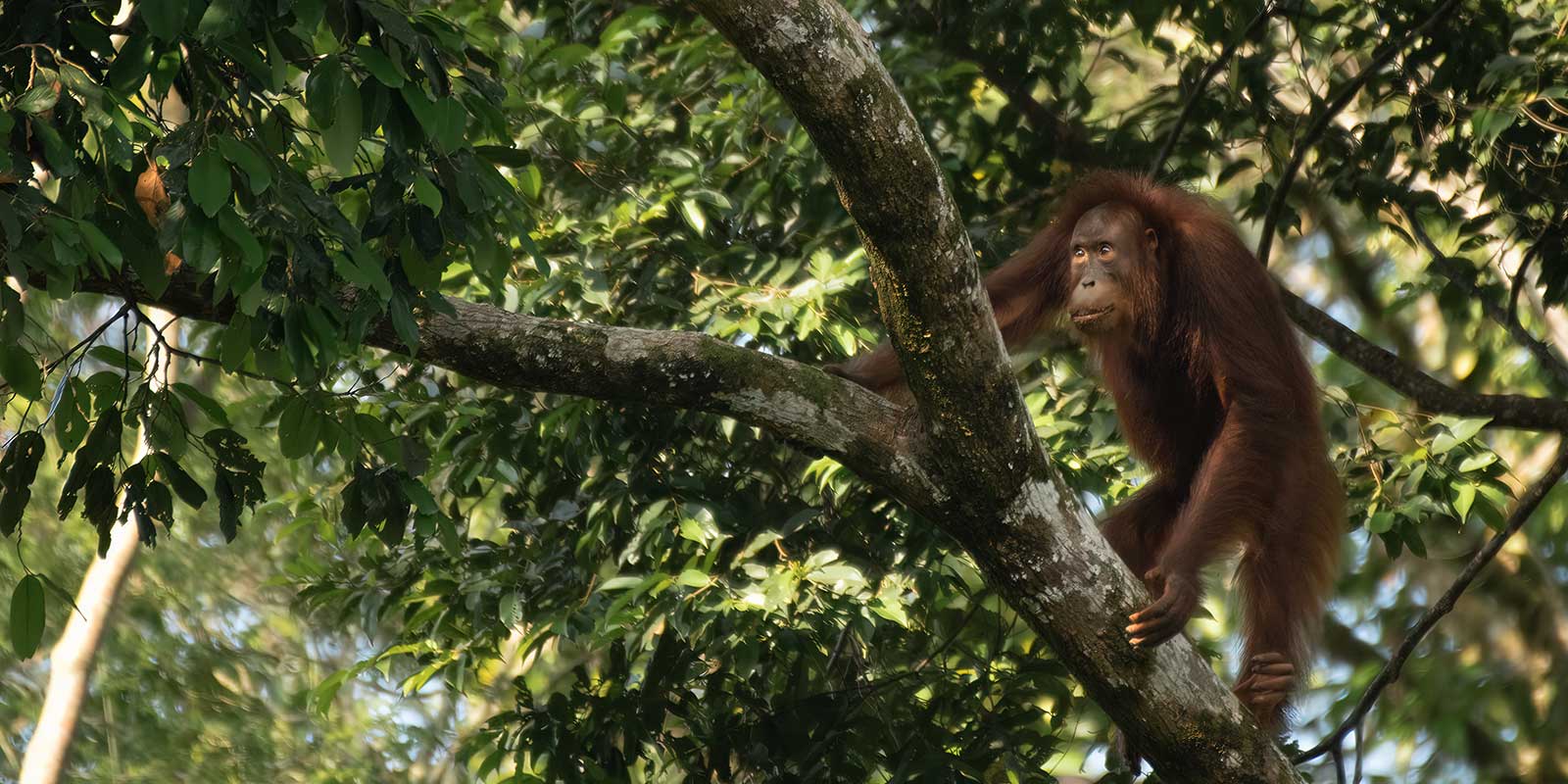 Orangutan in Borneo