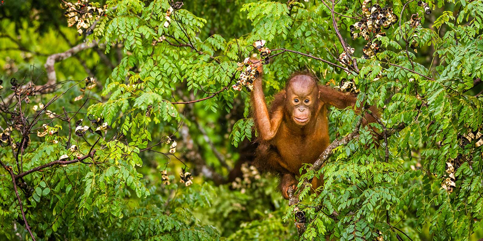 Wild baby orangutan in Borneo