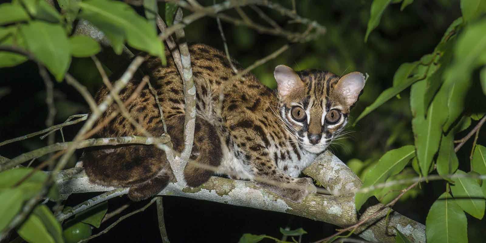 Leopard cat in Borneo