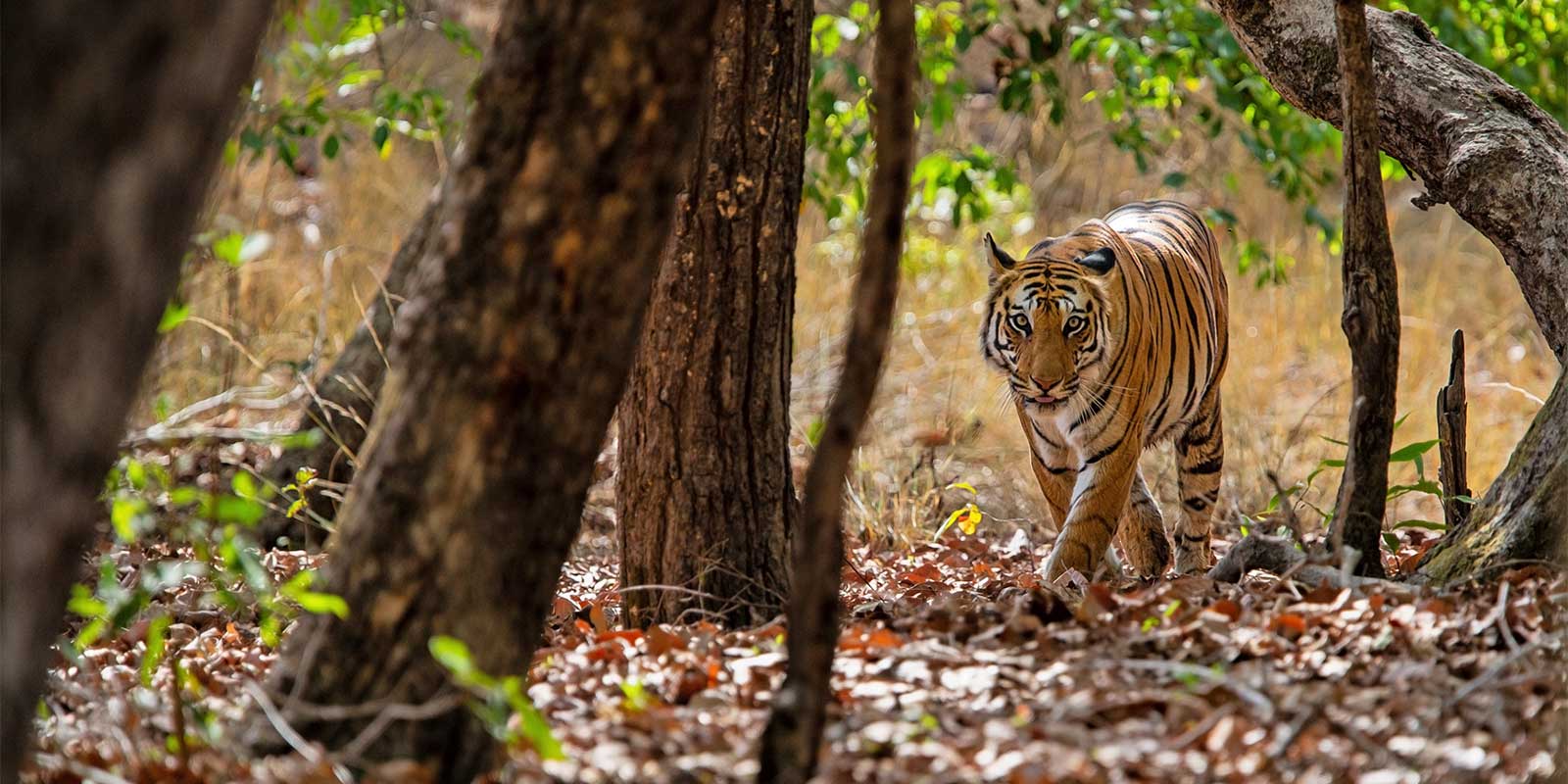 Tiger in Bandhavgarh National Park, India