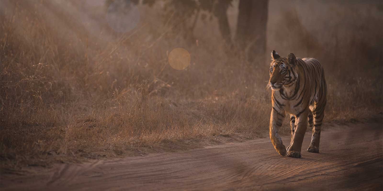 Tiger in Bandhavgarh National Park, India