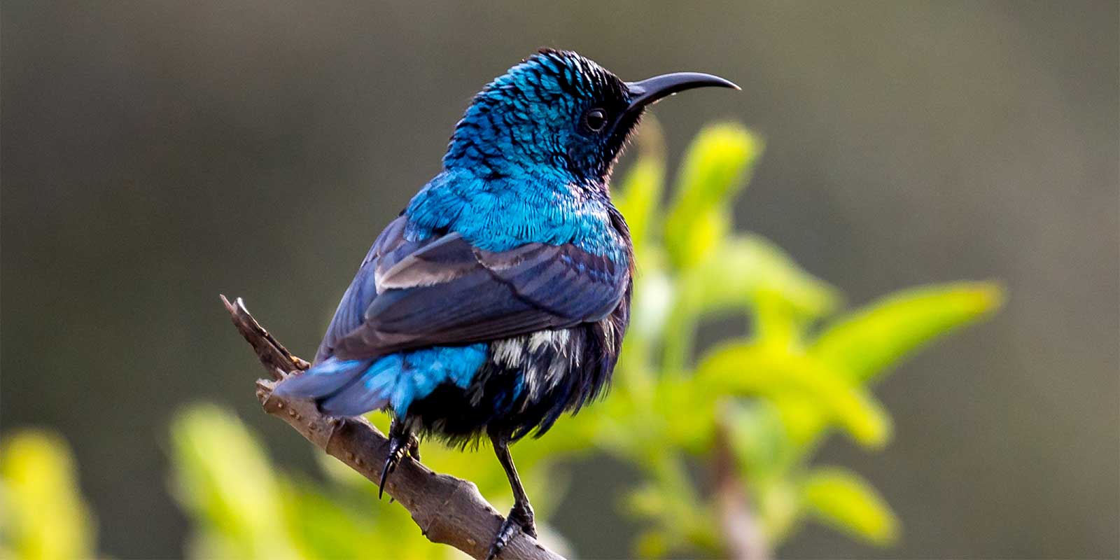 Purple sunbird in Bharatpur, India