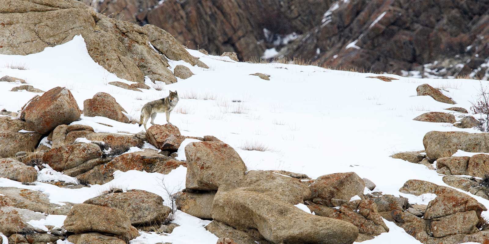 Himalayan wolf in India