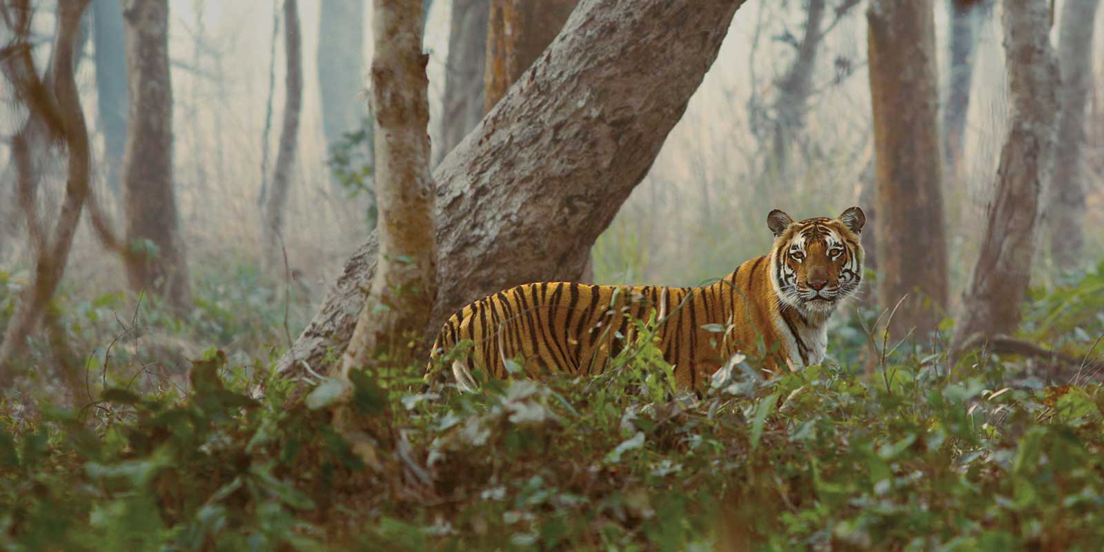 Tiger in Dudhwa National Park, India