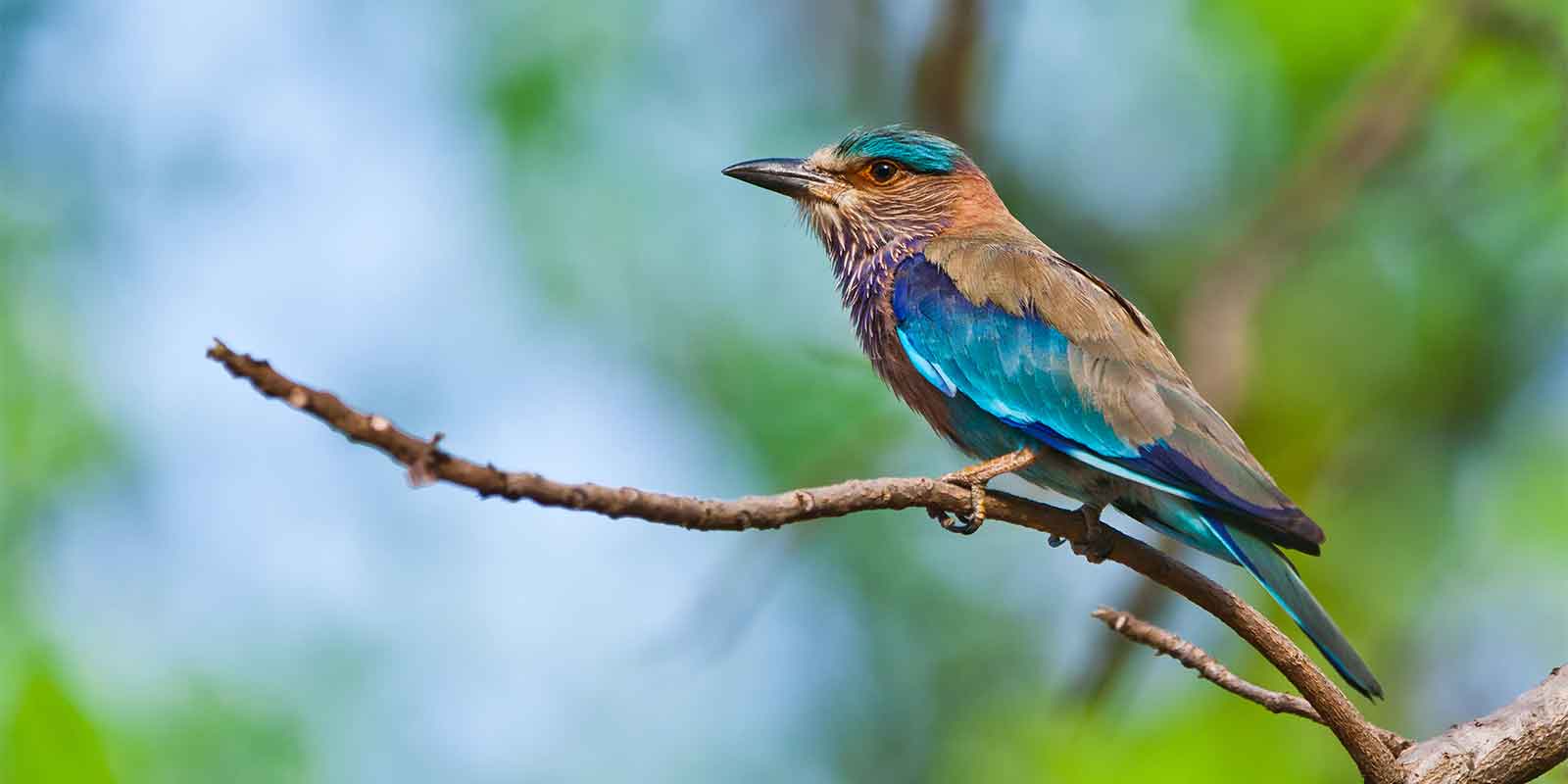 Indian roller in Southern India