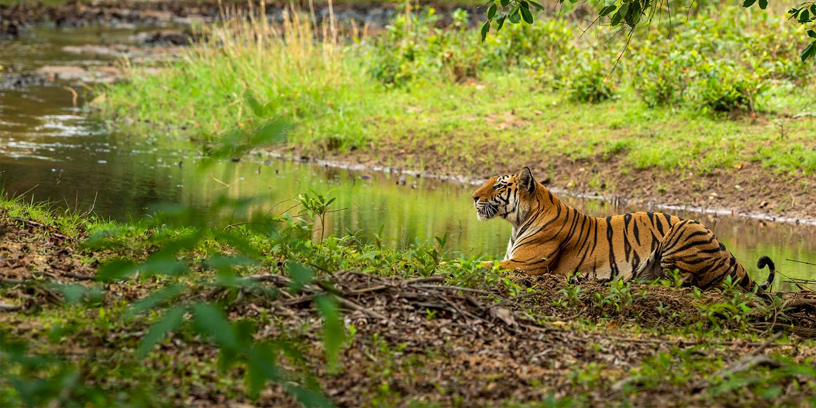 Tiger in Kanha National Park, India