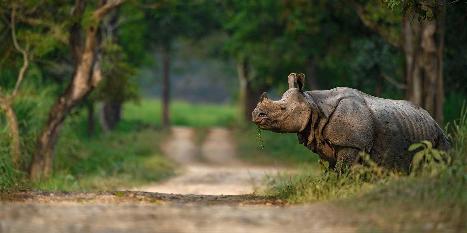 One-horned rhino in Kaziranga National Park, India