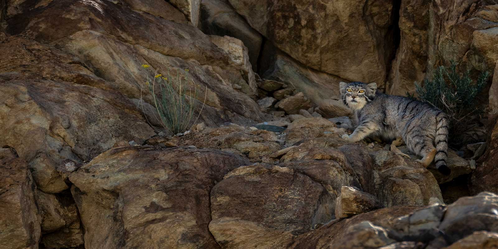 Pallas's cat in India