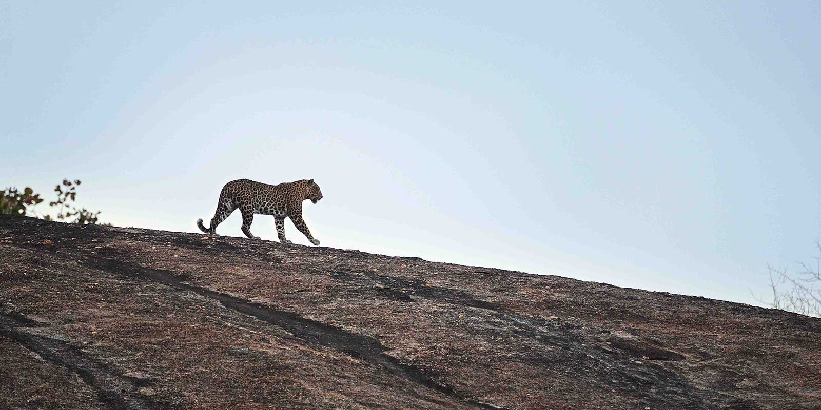 Leopard in Jawai, India.