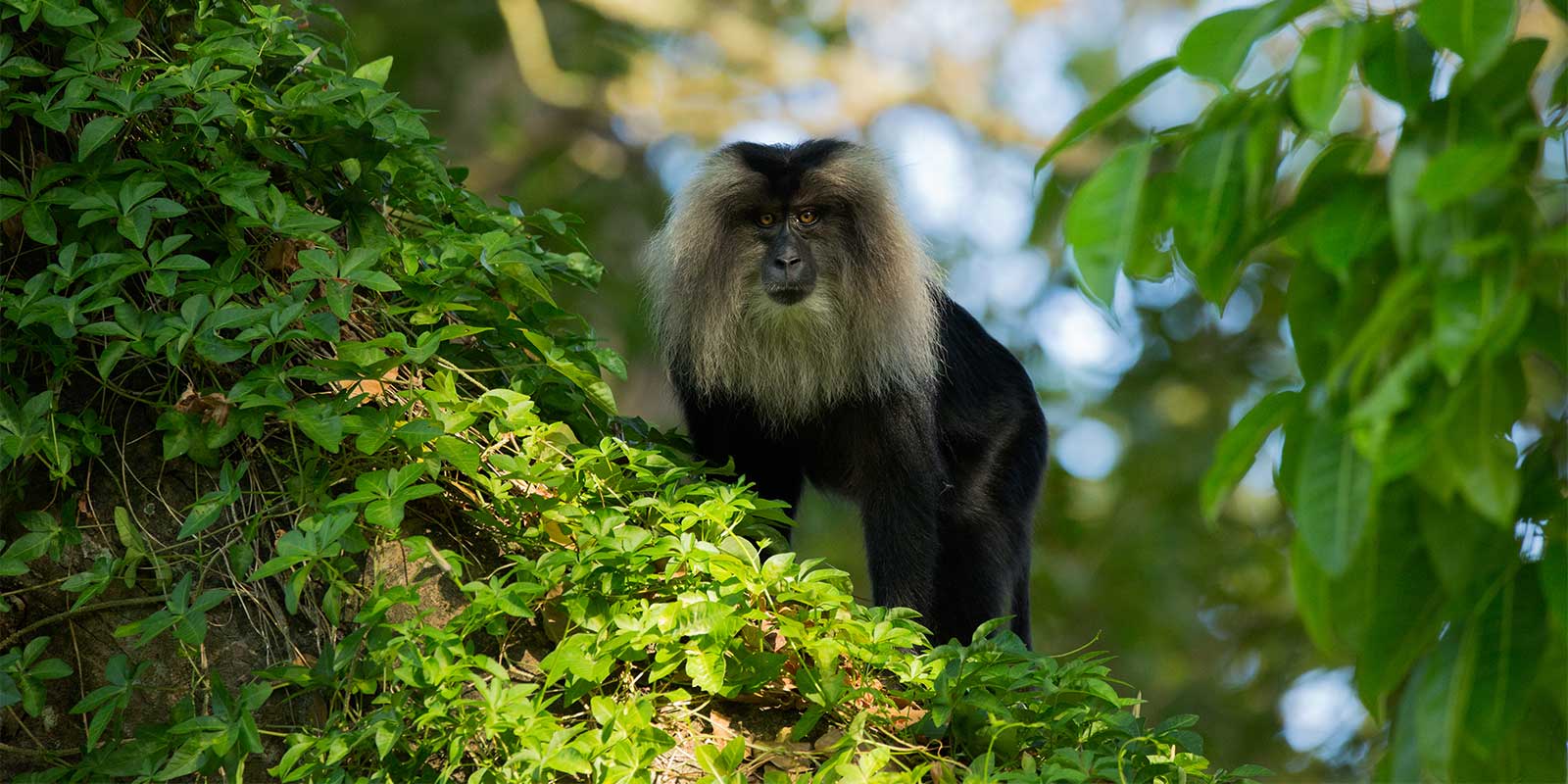 Lion-tailed macaque in India