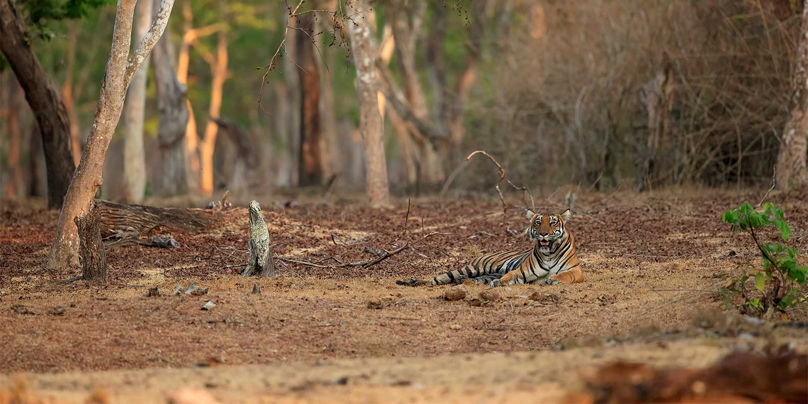 Tiger in Nagarhole National Park, India.