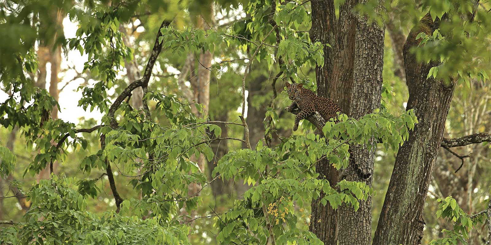Young leopard up a tree in Nagarhole National Park, India