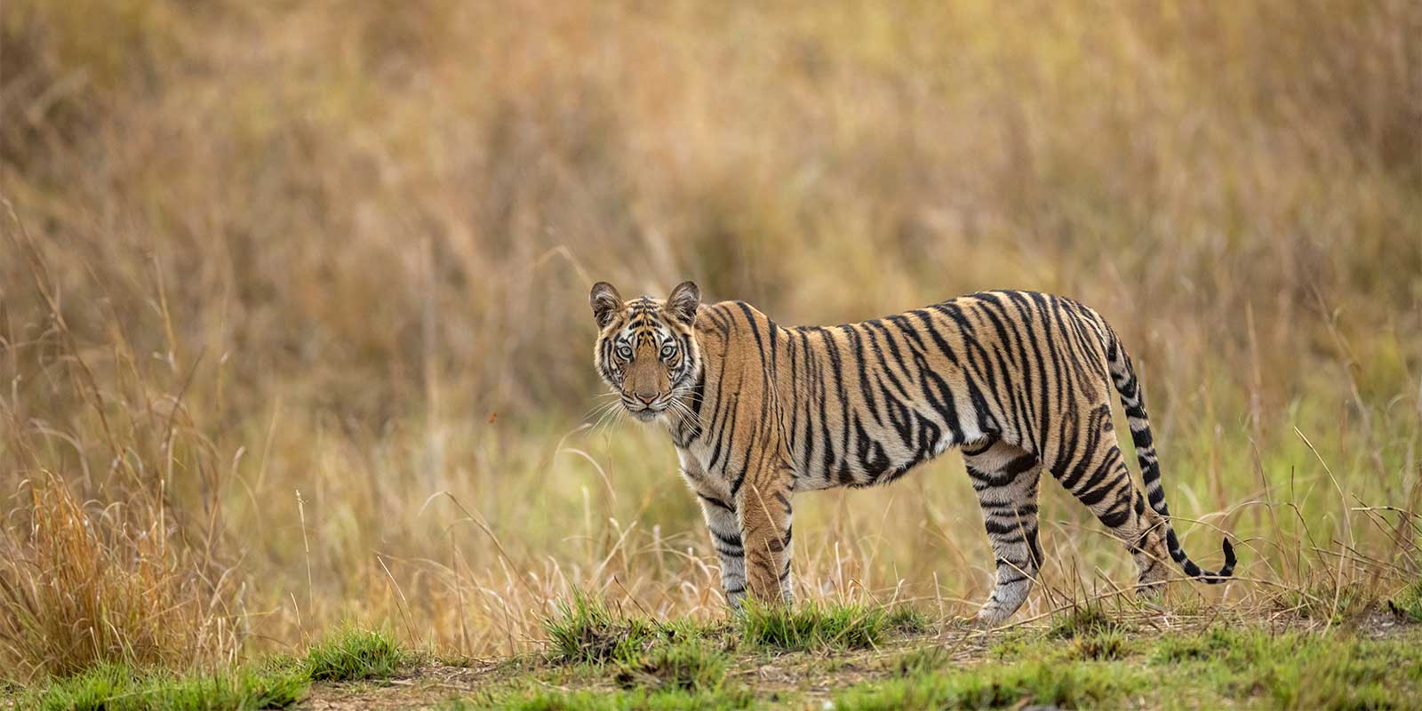Tiger in Panna National Park, India