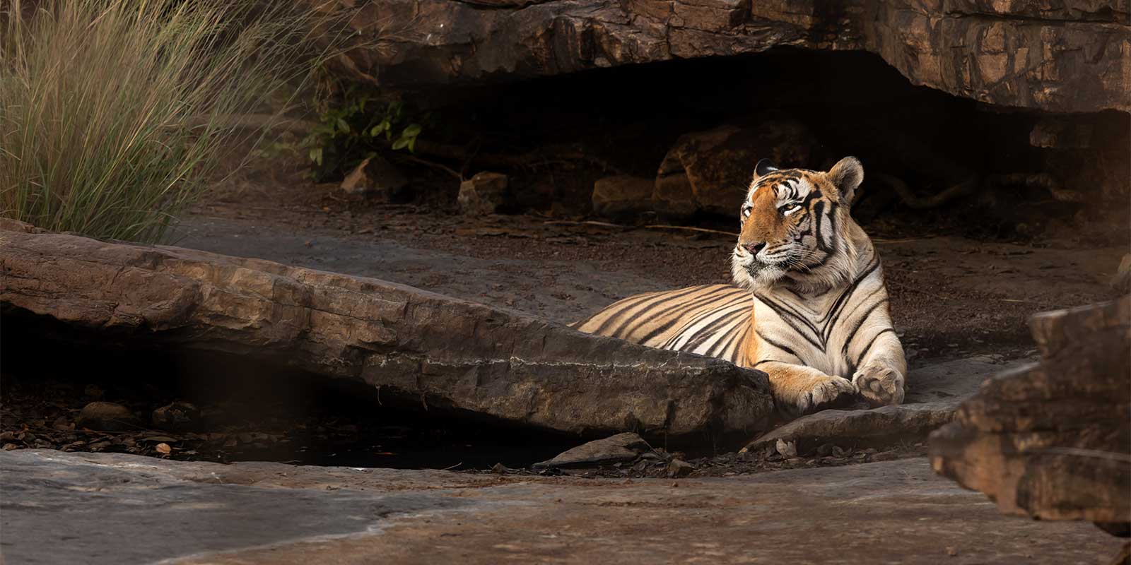 Tiger in Panna National Park, India