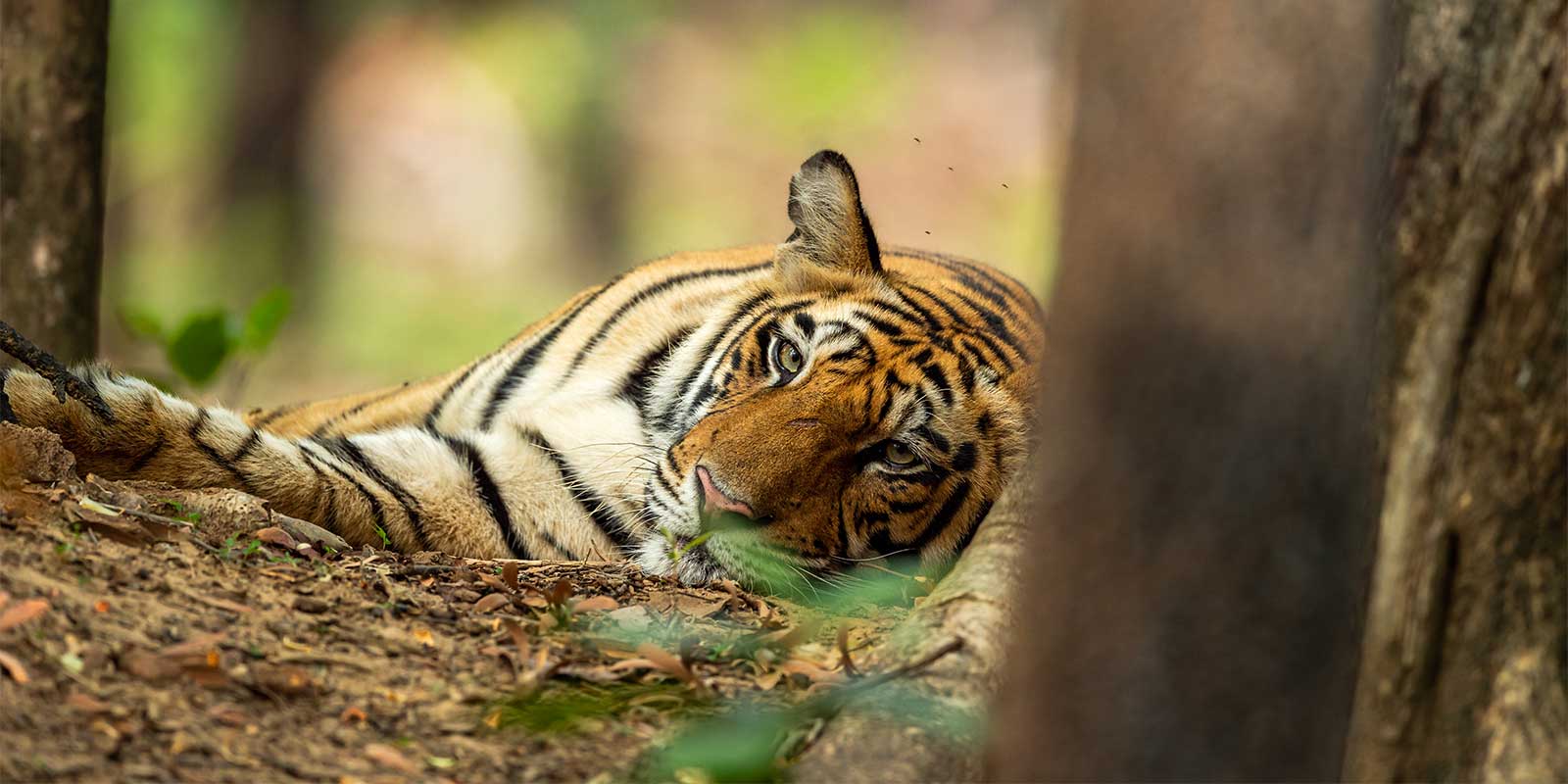 Tiger in Pench National Park, India