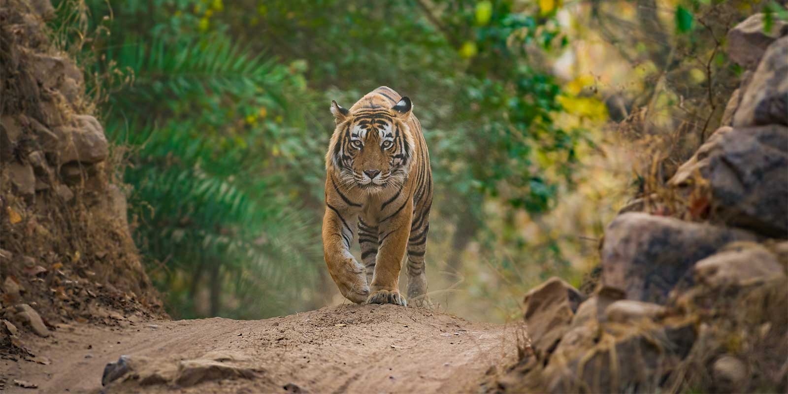 Tiger in Ranthambore National Park, India