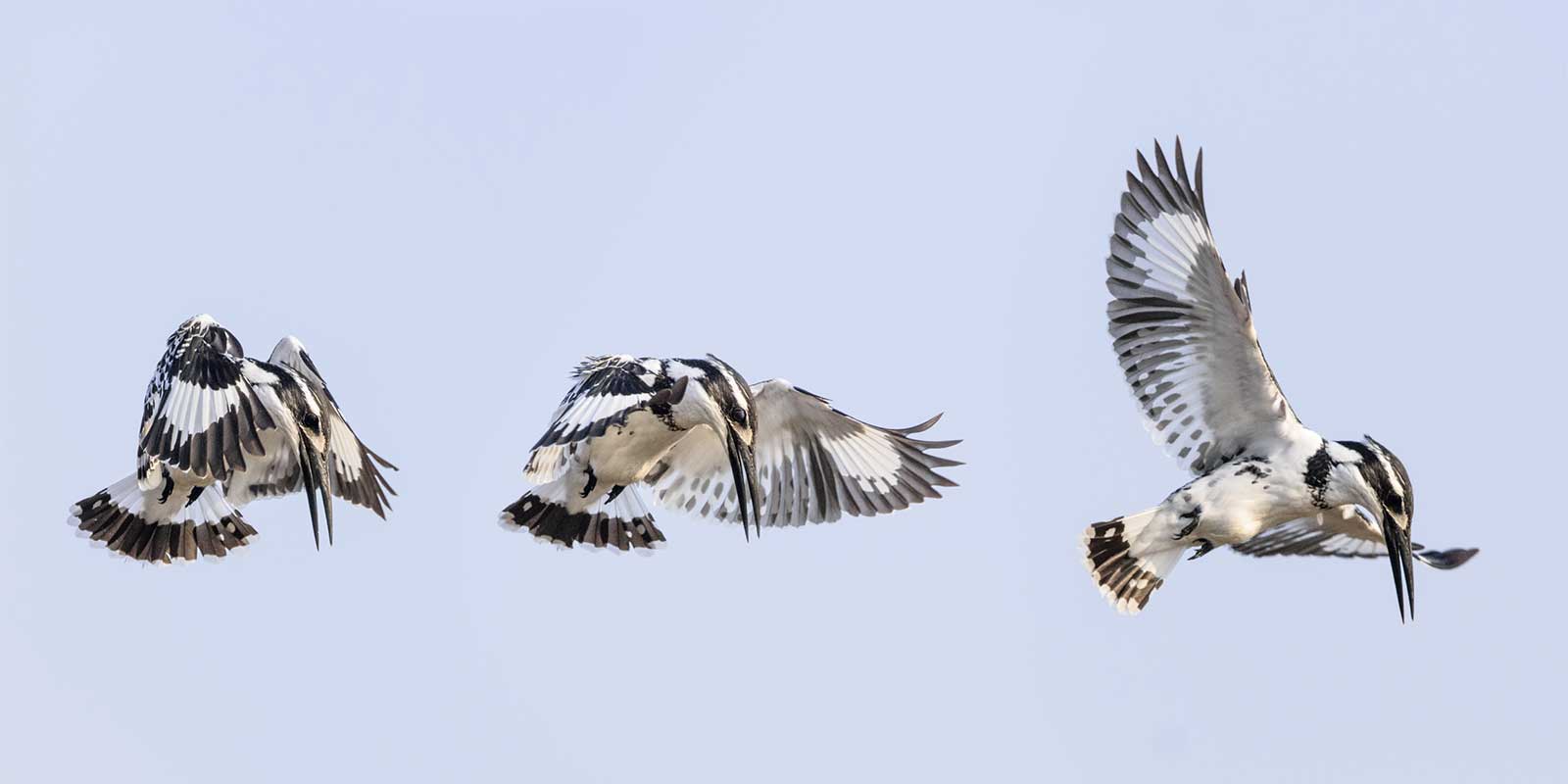 Adult pied kingfisher in Satpura National Park in India