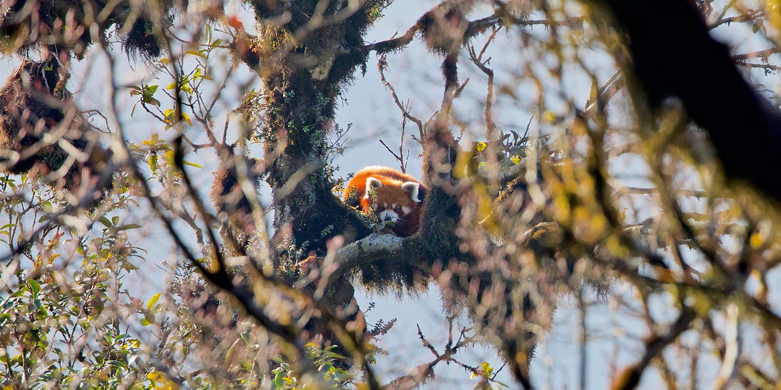 Red panda in Singlilia National Park on the India/Nepal border.