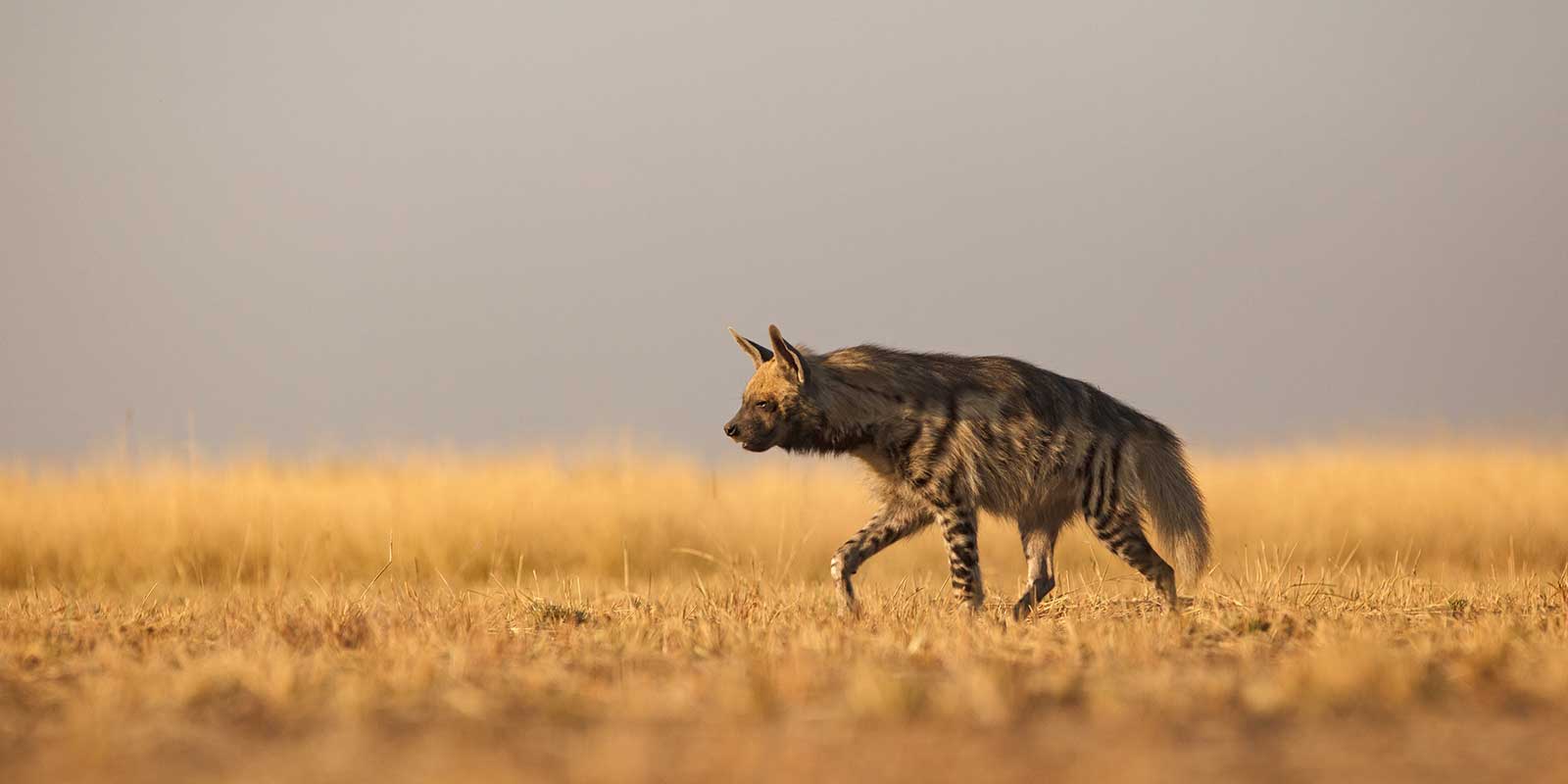 Striped hyena in India