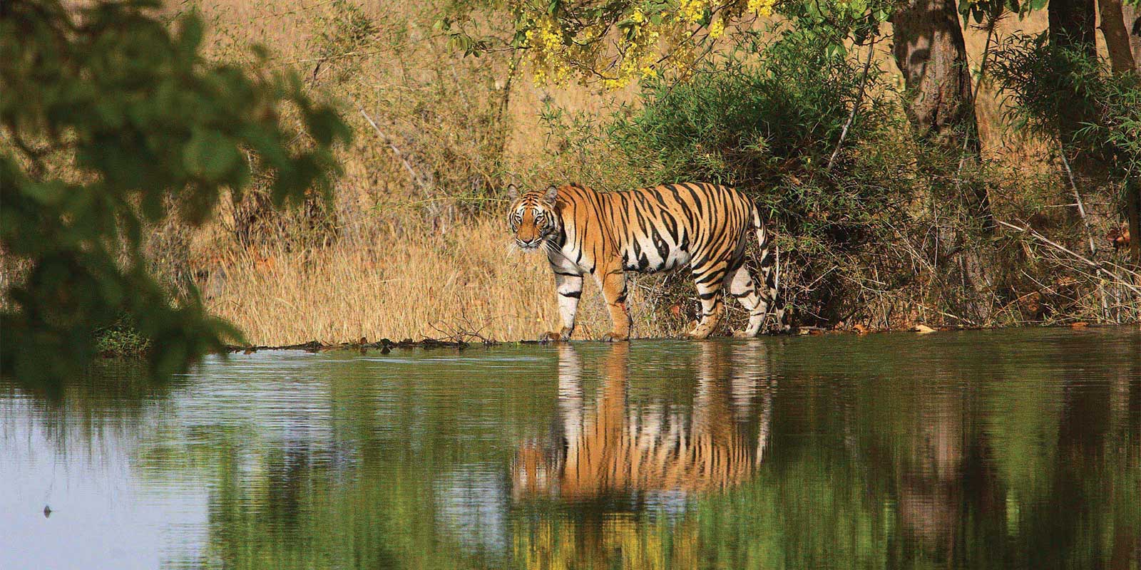 Tiger in Bandhavgarh National Park, India