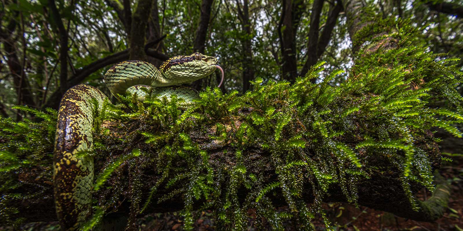 Malabar pit viper in Western Ghat, India