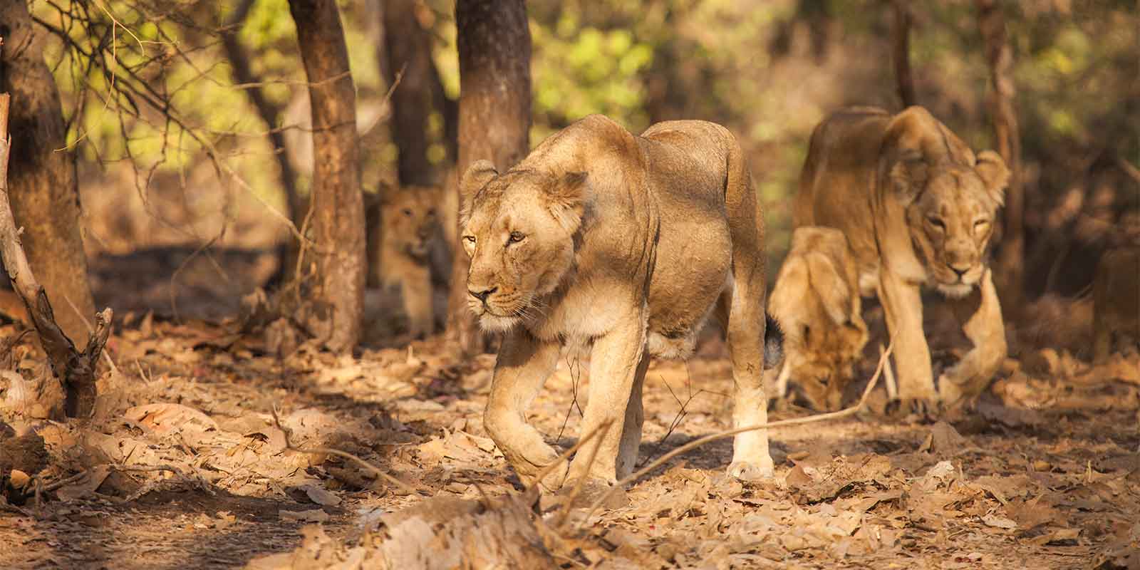 Asiatic lion in Gujarat state, India