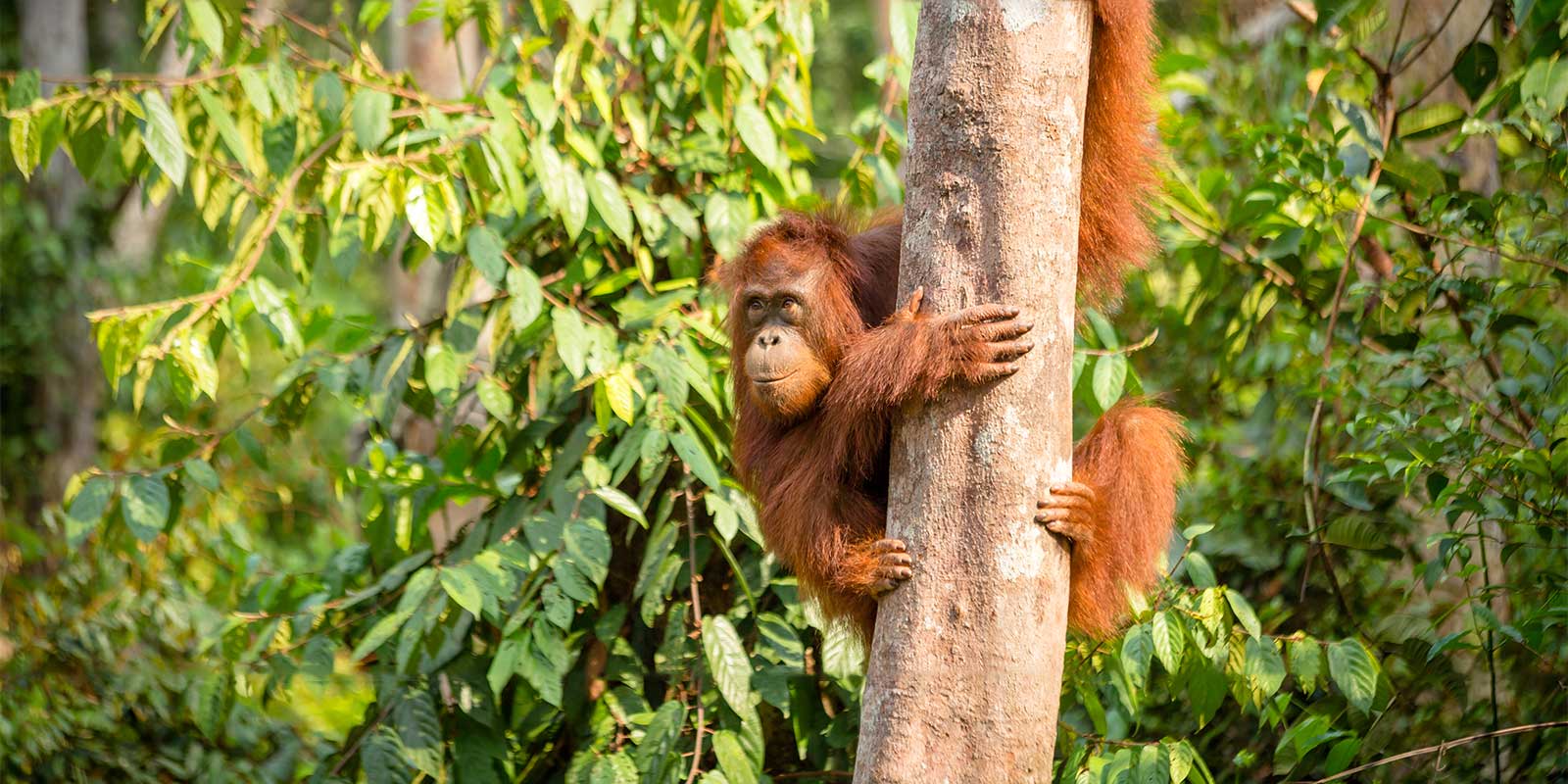 Sumatran orangutan in Borneo