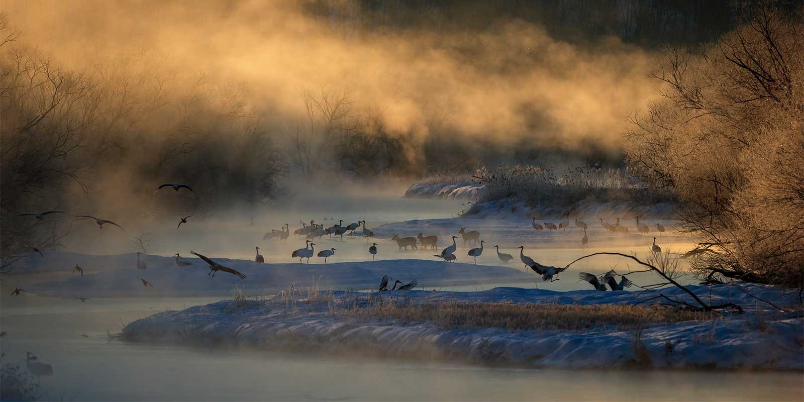 Sika deer and Japanese crane from Otowa Bridge in Japan