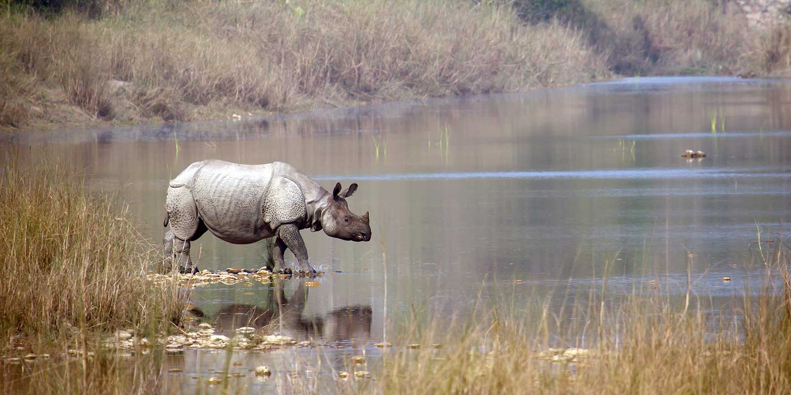 One-horned rhino crossing water