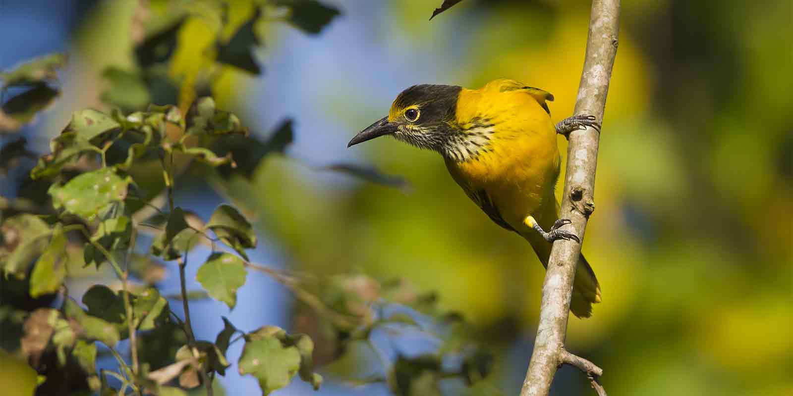 Black-hooded oriole in Nepal