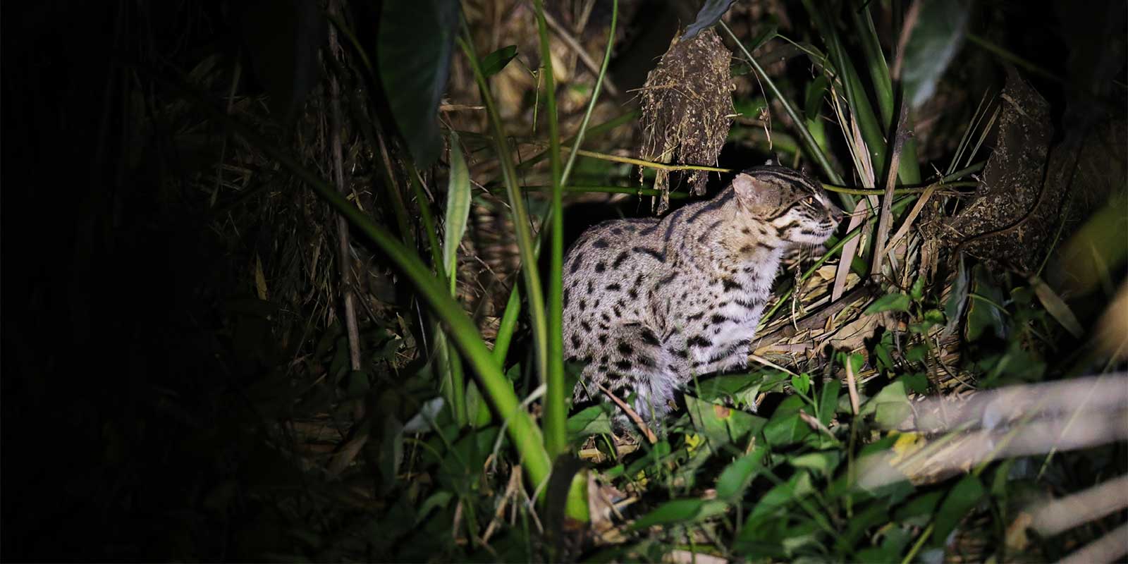 Fishing cat in Sri Lanka