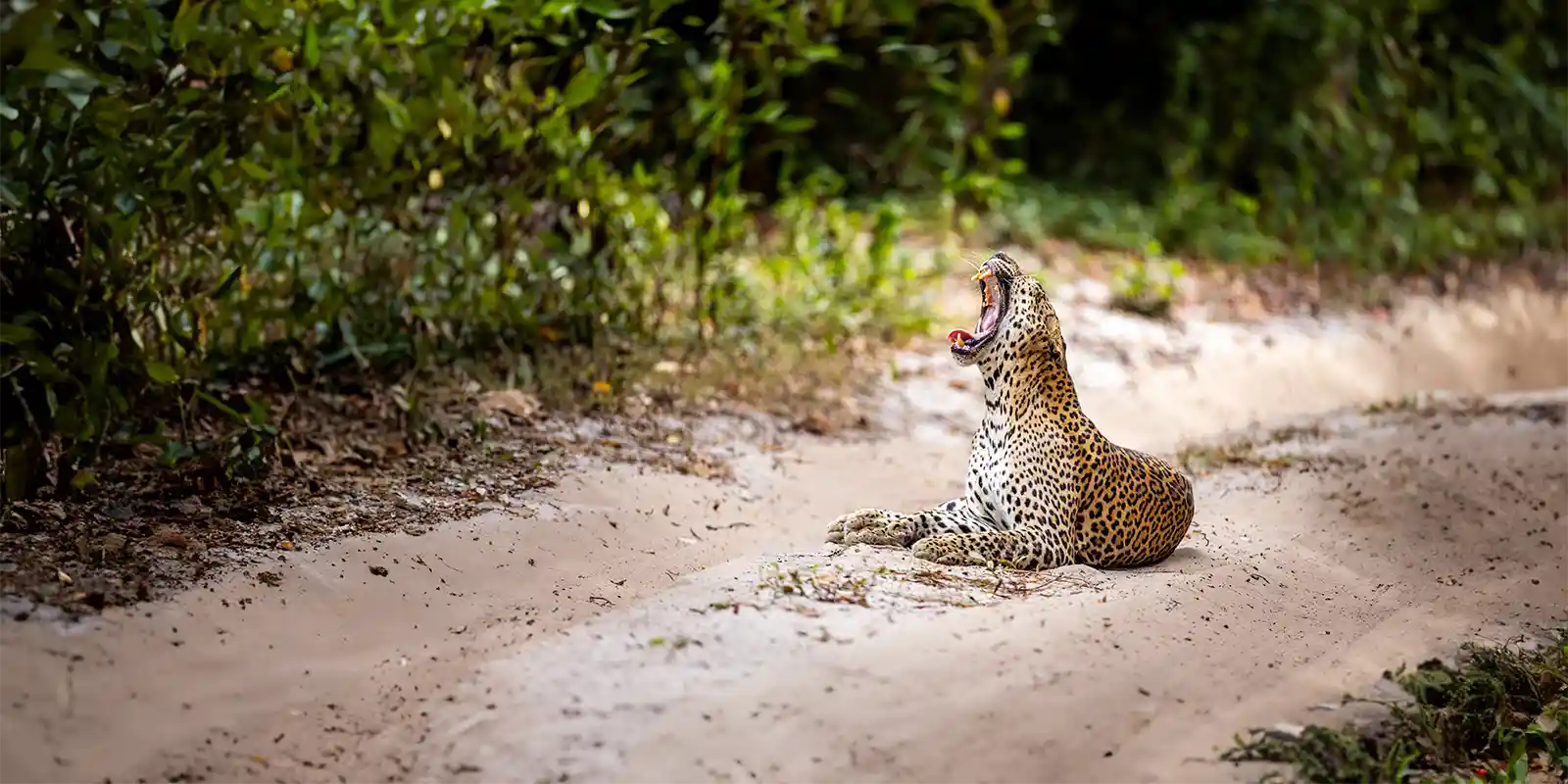 Leopard in Sri Lanka