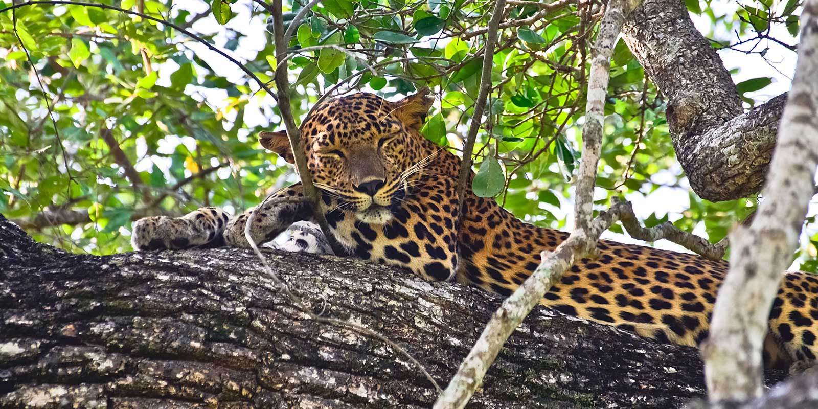 Leopard sleeping on the branch of a tree in Sri Lanka