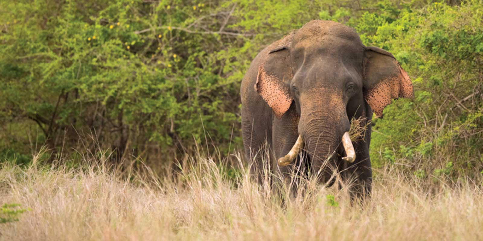 Asian elephant in Wilpattu National Park, Sri Lanka