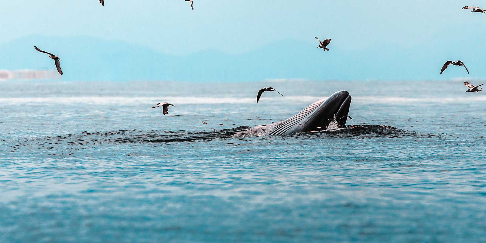 Eden's whale in the Gulf of Thailand