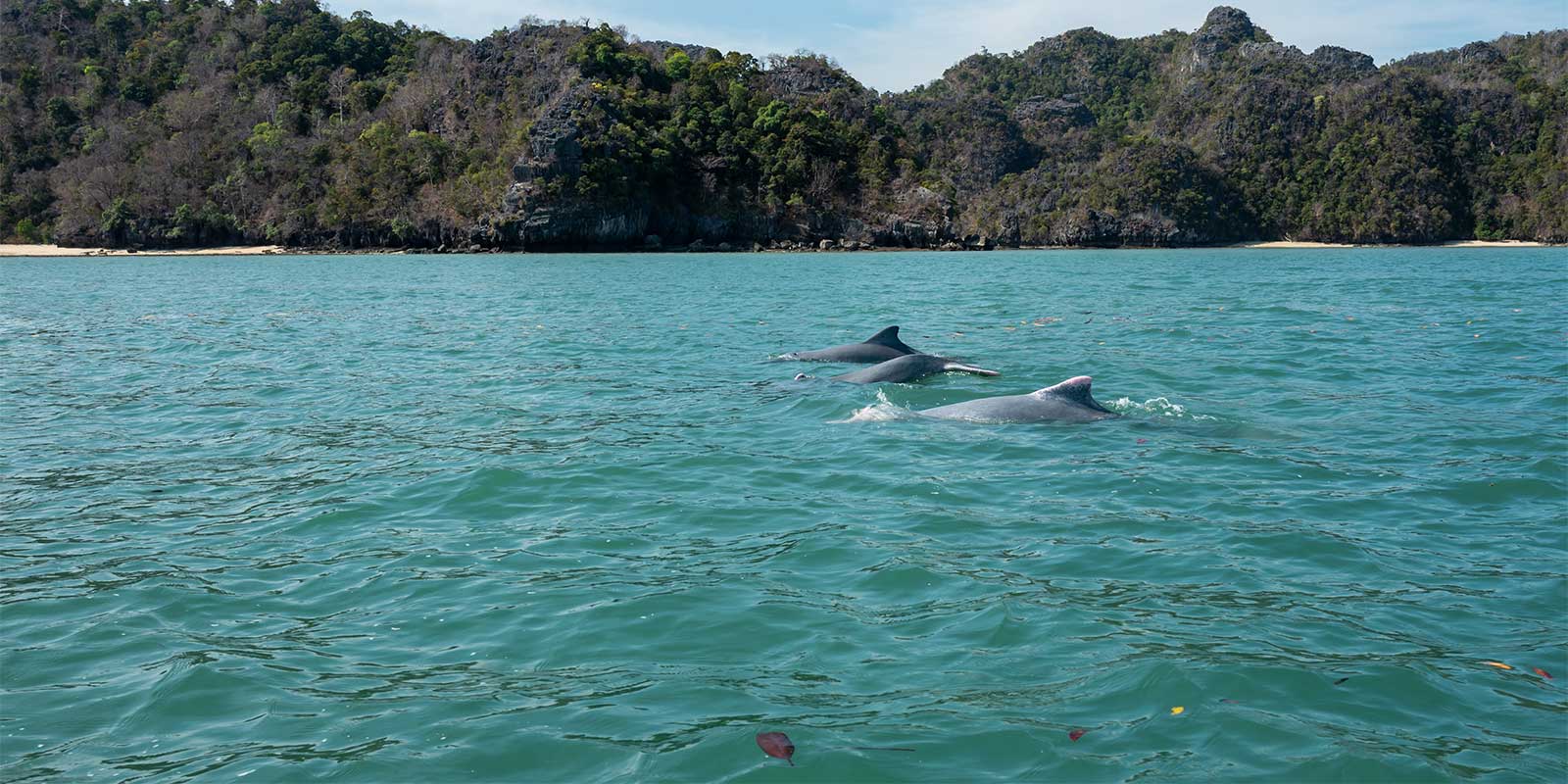 Irrawaddy dolphin in the Gulf of Thailand