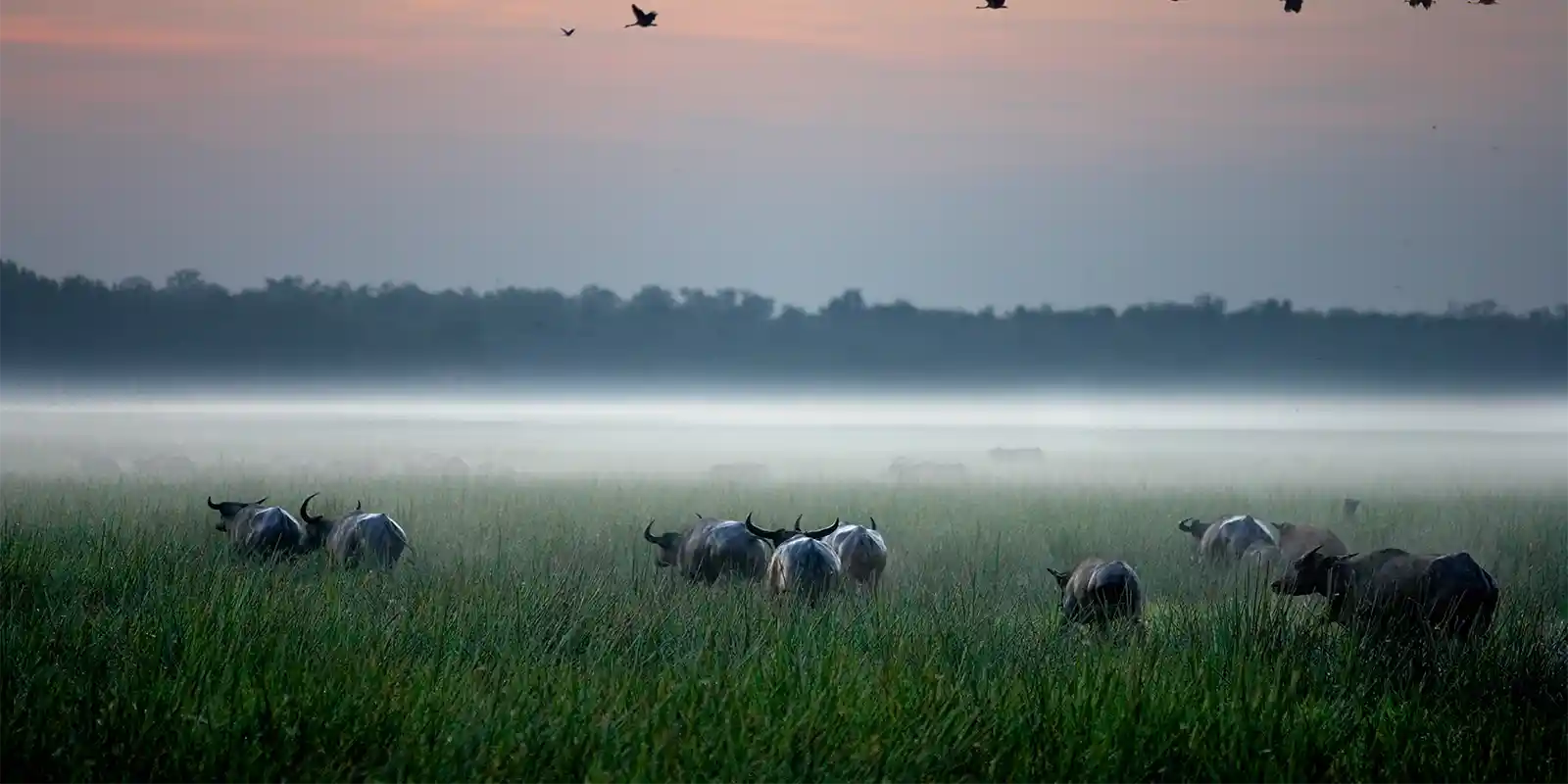 Wetlands at Bamurru Plains, Australia