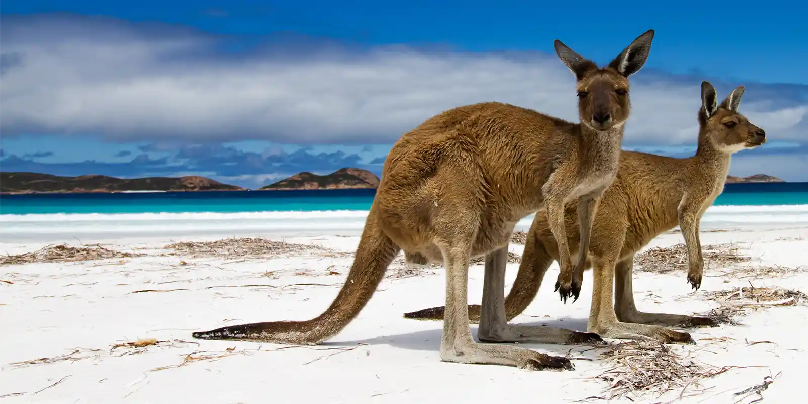Kangaroo pair at Lucky Bay Beach in Western Australia