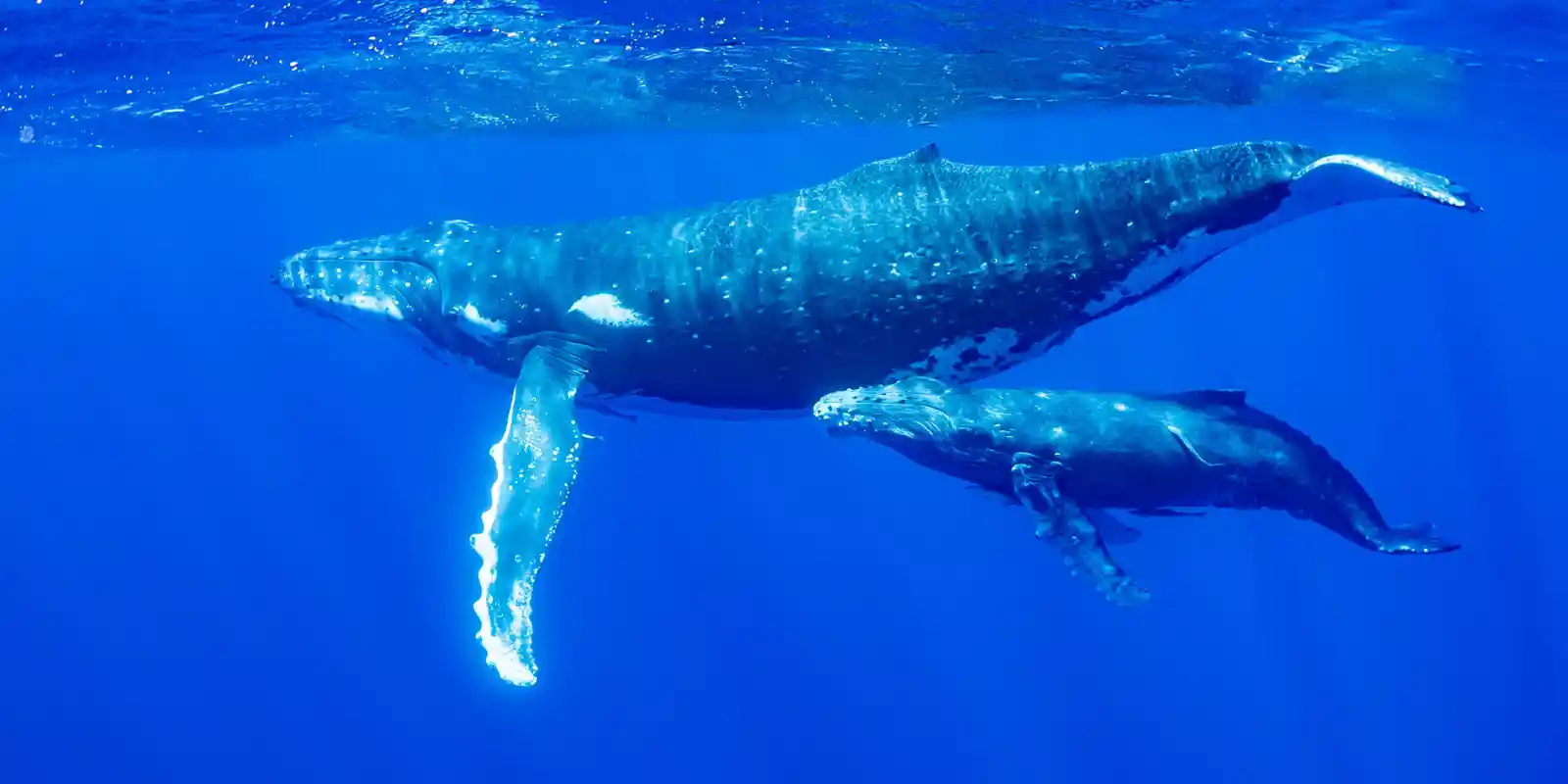 A mother humpback whale with calf in tow, in Tonga, South Pacific.