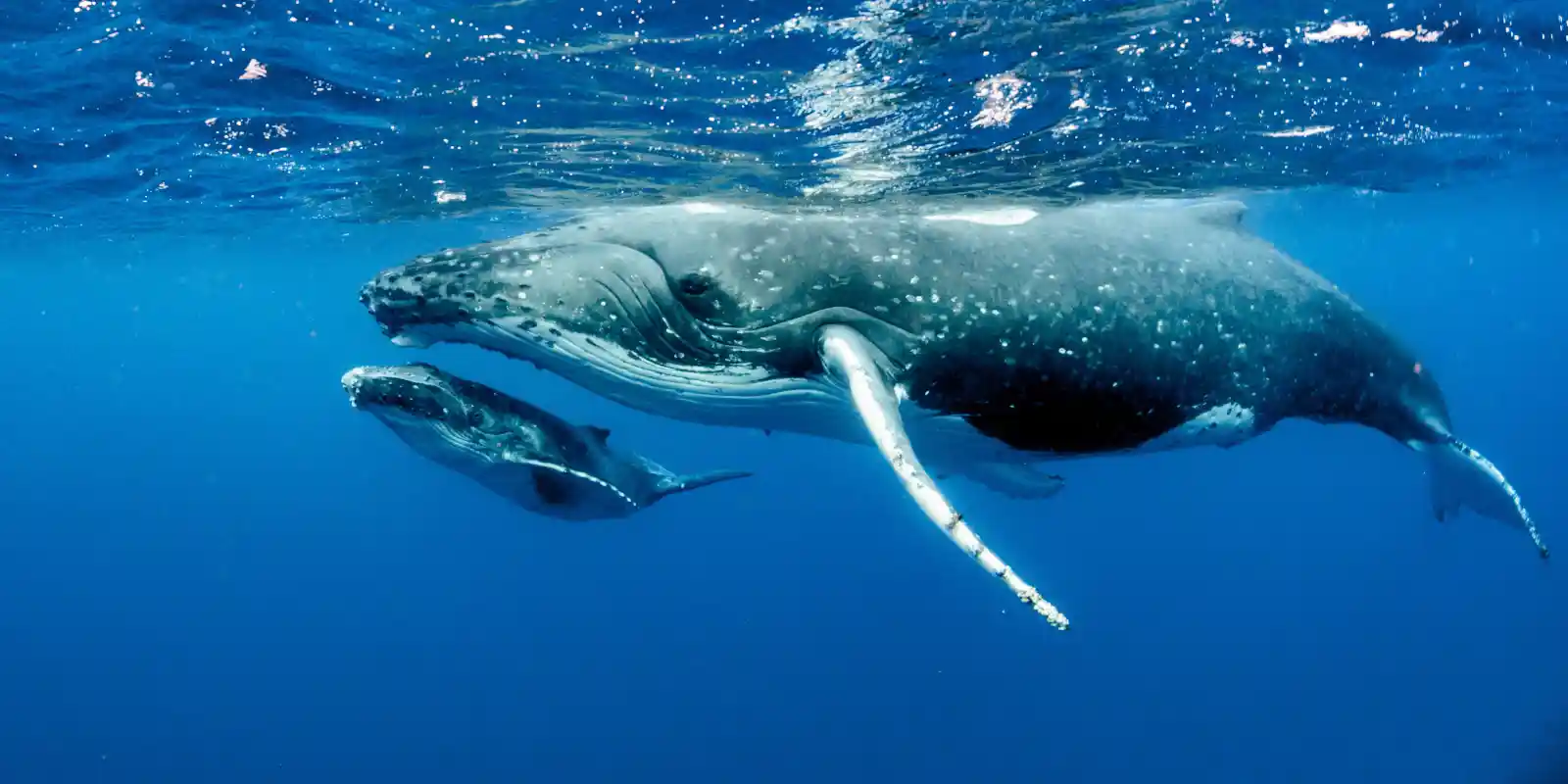 A humpback mother and calf in the waters surrounding Tonga, South Pacific.