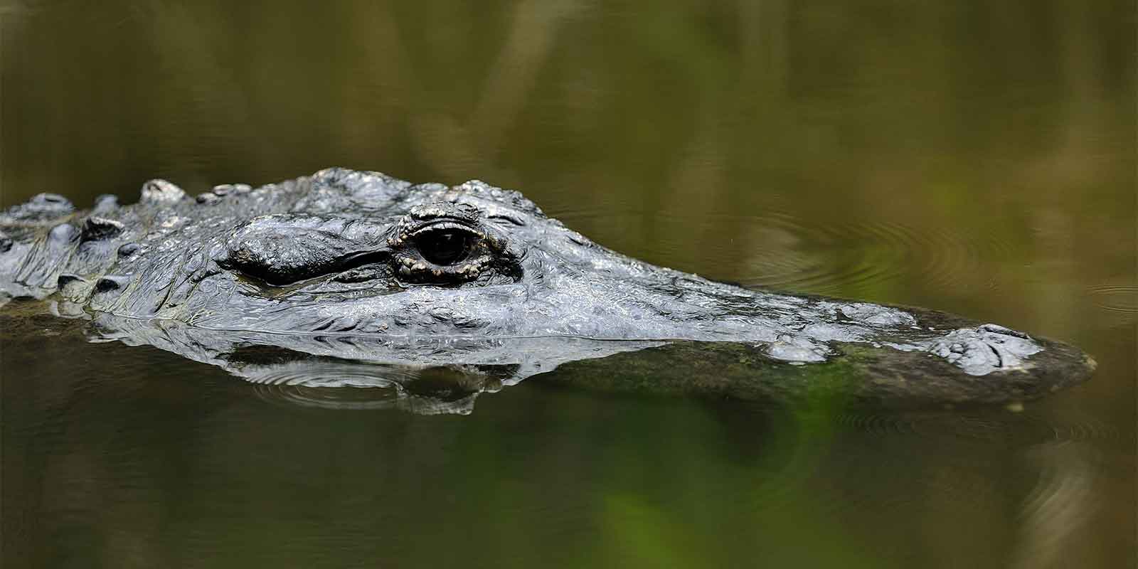 Saltwater crocodile in Australia