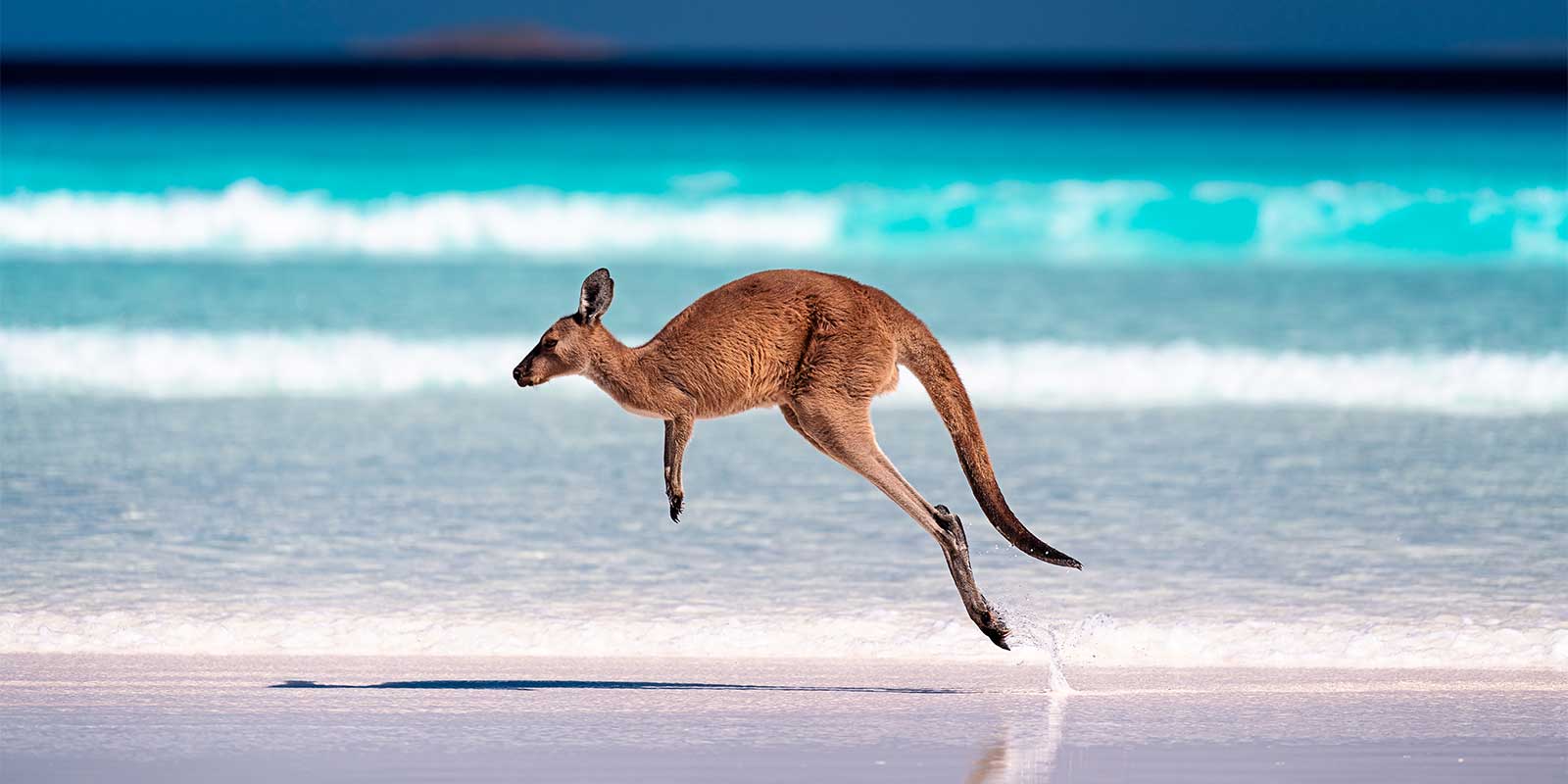 Kangaroo jumping along a beach in Australia