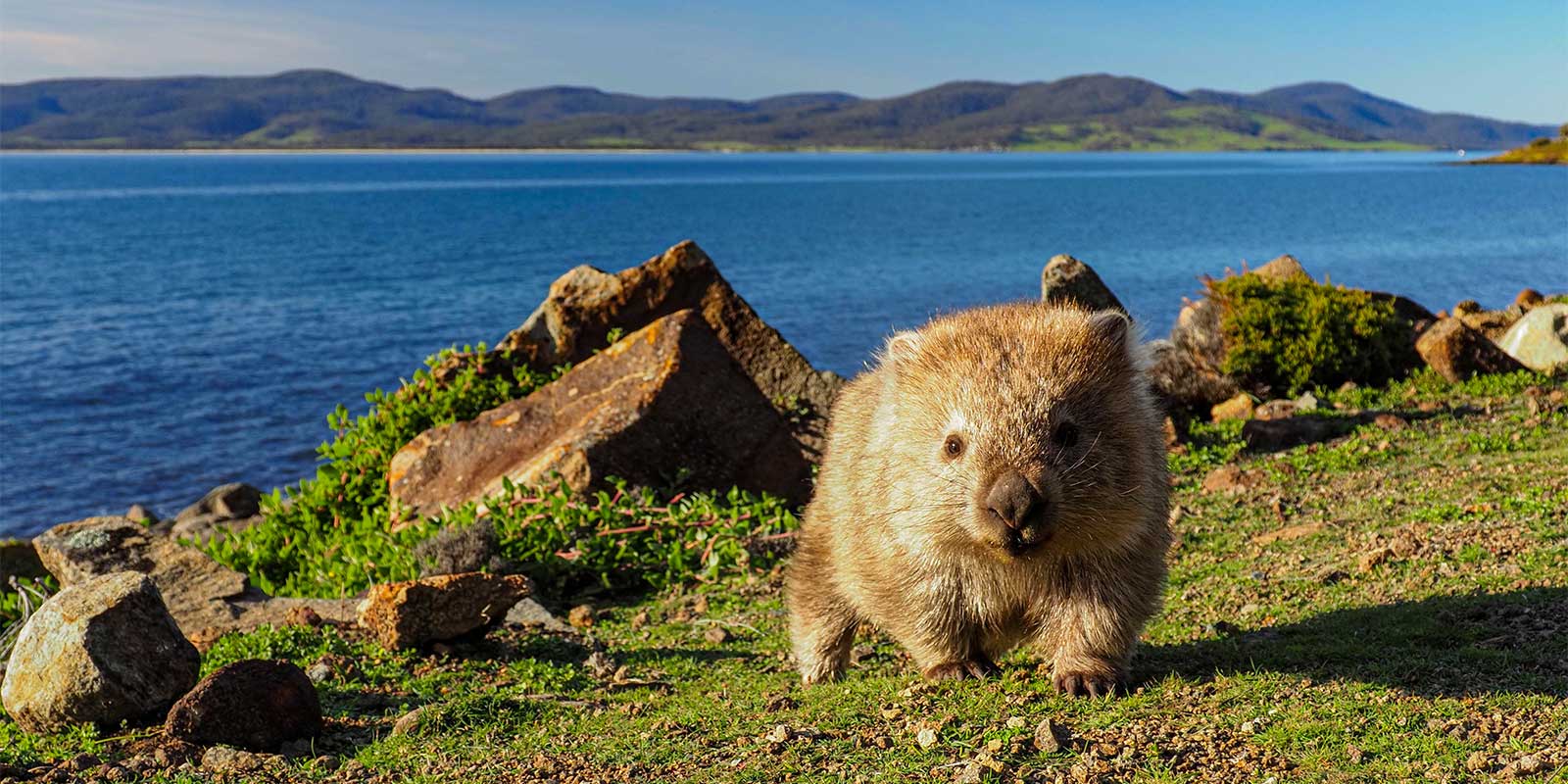 Common wombat in Tasmania