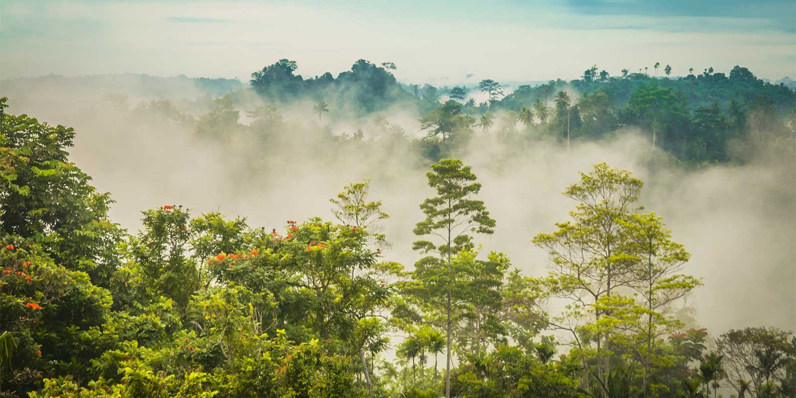 Will-Will in Nuku, Papua New Guinea